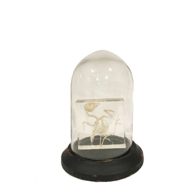 Contemporary Small Bird Skeleton in Lucite in Glass Dome For Sale - Image 3 of 3