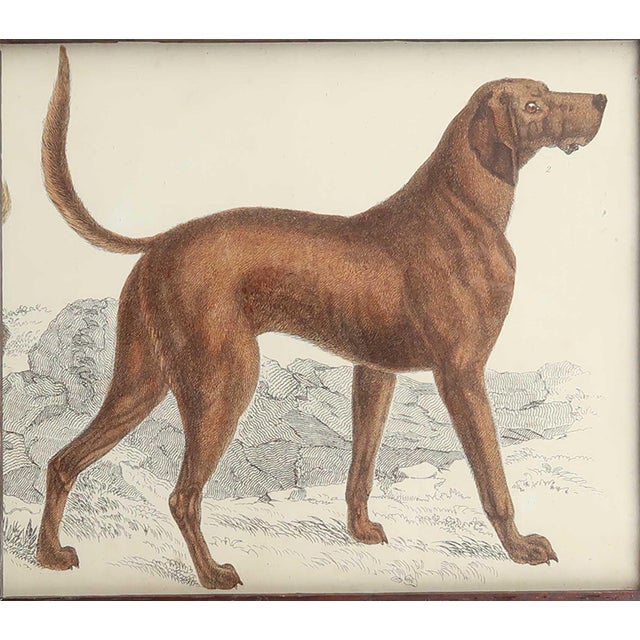 After Cpt. Brown, Bloodhound, 1847, Lithograph, Framed For Sale - Image 3 of 4