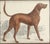 After Cpt. Brown, Bloodhound, 1847, Lithograph, Framed For Sale - Image 3 of 4