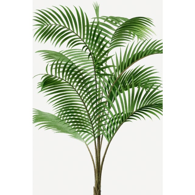 Tropical Palm Botanical, Vintage Art Print Reproduction, 40" X 60" For Sale In Buffalo - Image 6 of 10