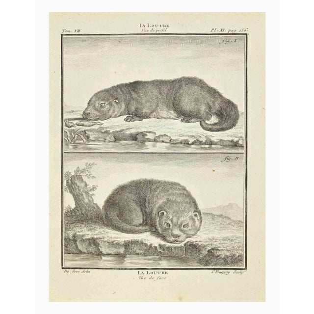 La Loutre is an etching realized by Jean Charles Baquoy in 1771. It belongs to the suite "Histoire Naturelle de Buffon"....