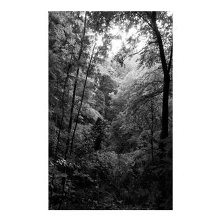 2021 "Late Afternoon Forest Light" Contemporary Forest Landscape Black and White Giclée Print by Kind of Cyan For Sale