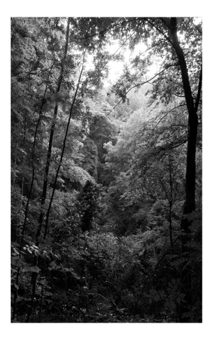 2021 "Late Afternoon Forest Light" Contemporary Forest Landscape Black and White Giclée Print by Kind of Cyan