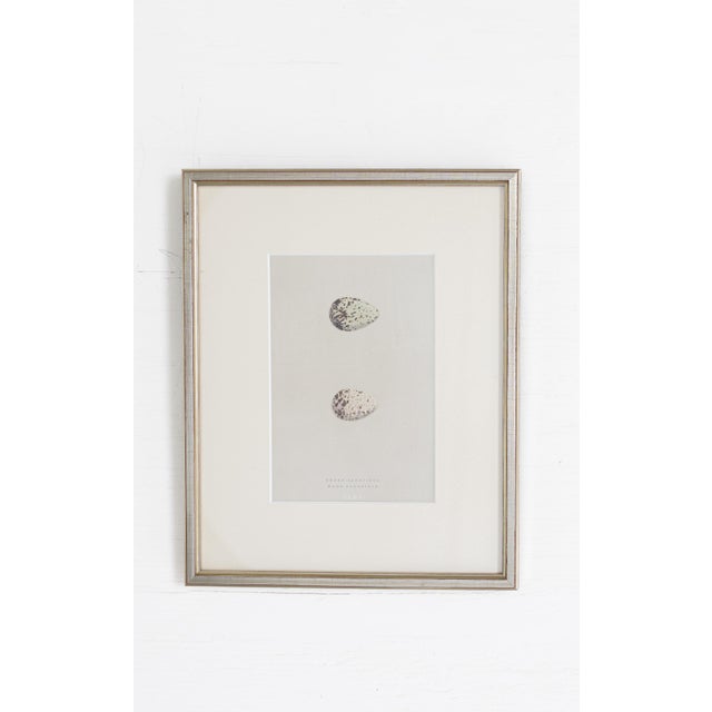19th C. Hand Colored Egg & Nest Engravings From England, Framed Reproduction - Set of 10 For Sale - Image 10 of 11