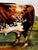 Wood Victorian British Shorthorn Bull Pastoral Oil Painting in Gilt Frame c.1890 in the Manner of William Ward For Sale - Image 7 of 18