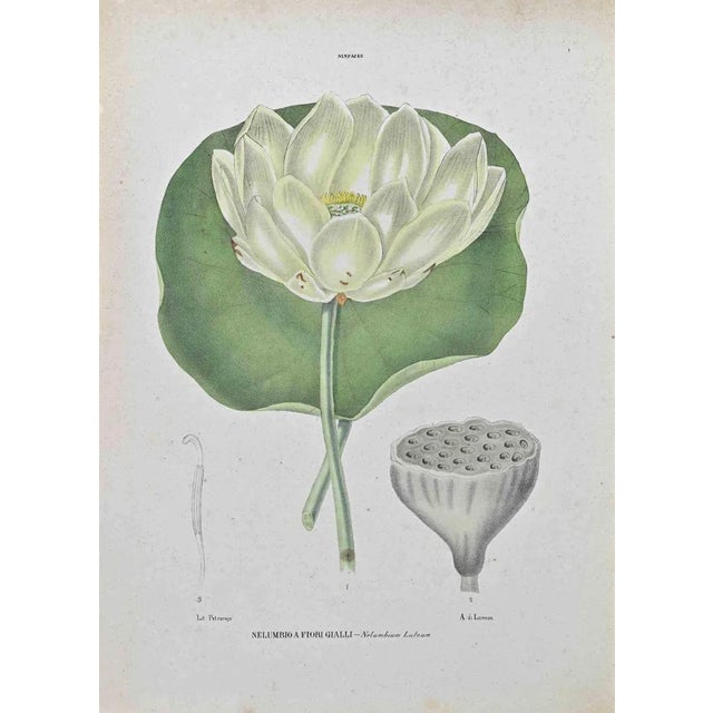 Vincenzo Tenore, Yellow,flowered Nelumbia, Lithograph, 1870s For Sale
