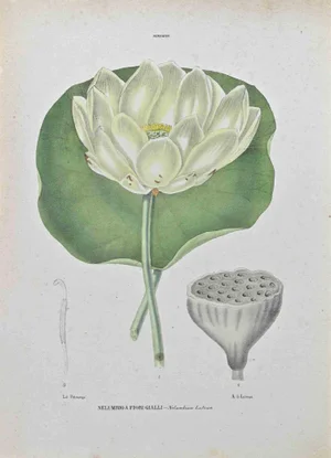 Vincenzo Tenore, Yellow,flowered Nelumbia, Lithograph, 1870s
