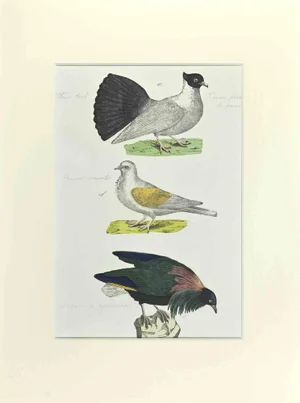 Johann Friedrich Naumann, Pigeon with Fan Tail, Etching, 1840