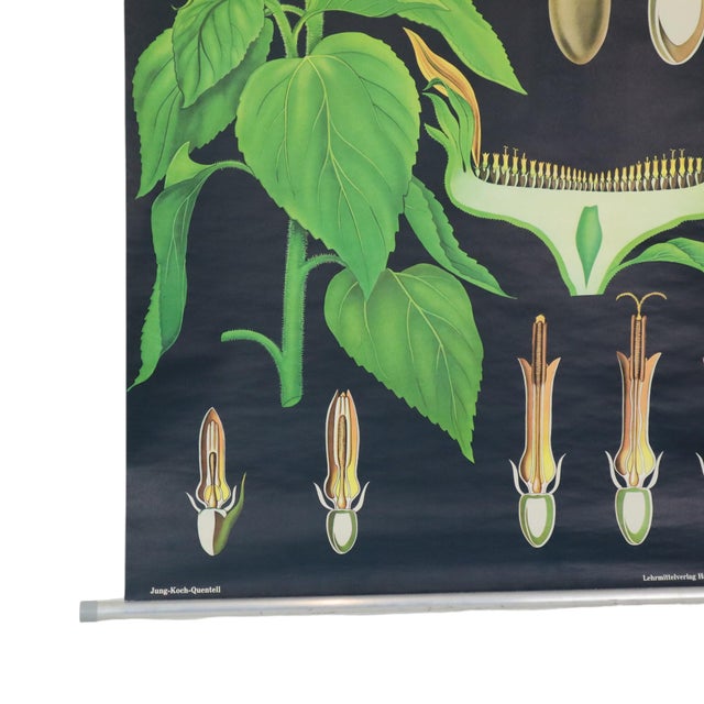 Large Vintage Sunflower School Chart by Jung Koch Quentell, 1973 For Sale - Image 10 of 13
