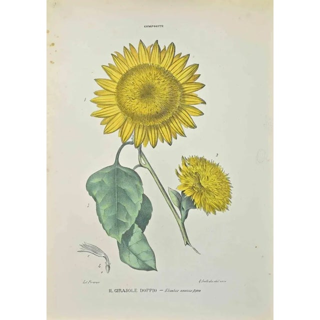 Lithograph hand watercolored. Belongs to the Series "Atlante di Botanica popolare ossia Illustrazione di Piante Notevoli...