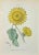 Lithograph hand watercolored. Belongs to the Series "Atlante di Botanica popolare ossia Illustrazione di Piante Notevoli...