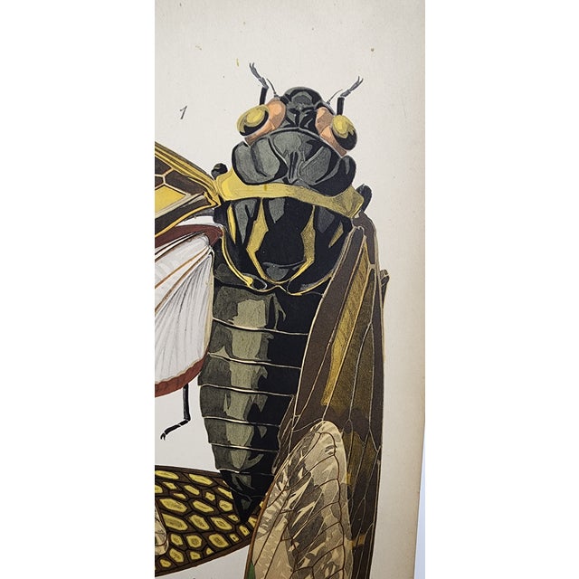 Green Original Seguy Insect From 1924 Antique Pochoir Plate #2 For Sale - Image 8 of 12