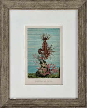 Sea Cucumber & Coral Print, C. 1898, Framed