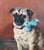 Charming early 1900's oil painting of a pug in a blue bow. Original and one of a kind. Oil on canvas. English school....