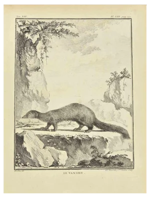 Madeleine Rousselet, Le Vansire, Etching, 1771