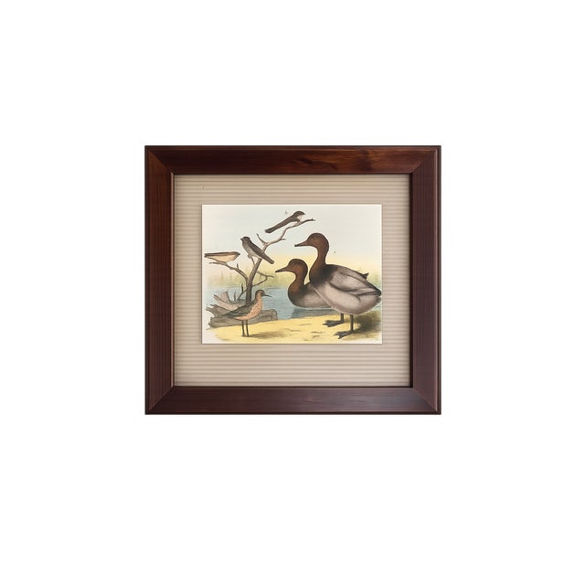 Mid-Century Modern Antique Framed Shorebird Prints From the Birds of North America by Jacob H. Studer - Set of 3 For Sale - Image 3 of 4