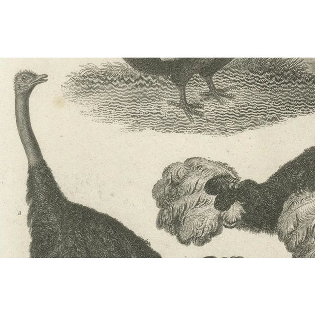 After Sydenham Edwards, Extinct Dodo and an Ostrich, 1805, Copperplate Engraving For Sale - Image 3 of 10