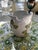 Here we have a super cute vintage Italian pottery flower vase or pencil cup. Suitable for makeup brushes on the vanity,...