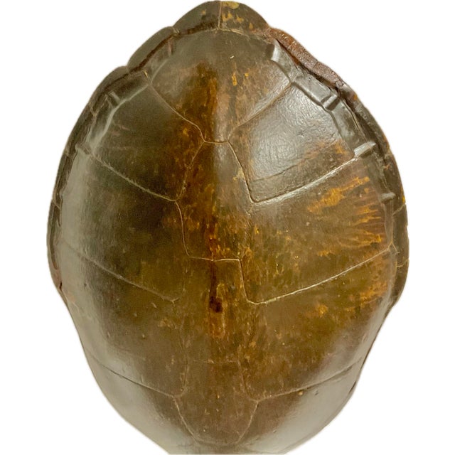 Brown Monumental Natural Antique Turtle Carapace Shell Lamp For Sale - Image 8 of 15