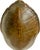 Brown Monumental Natural Antique Turtle Carapace Shell Lamp For Sale - Image 8 of 15