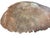 Oversized Hand-Cast Concrete Elephant Ear Leaf Garden Bowl, Birdbath or Centerpiece For Sale In Greensboro - Image 6 of 7