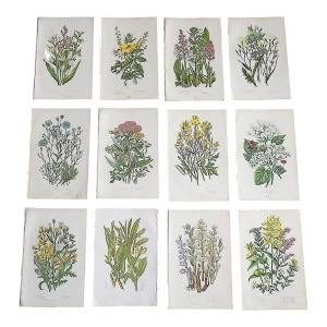 Antique 19th Century Botanical Lithographs - Set of 12
