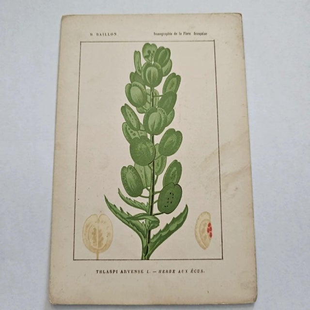 Original 19th-century French botanical lithograph by renowned botanist **Henri Ernest Baillon**, published in Paris...