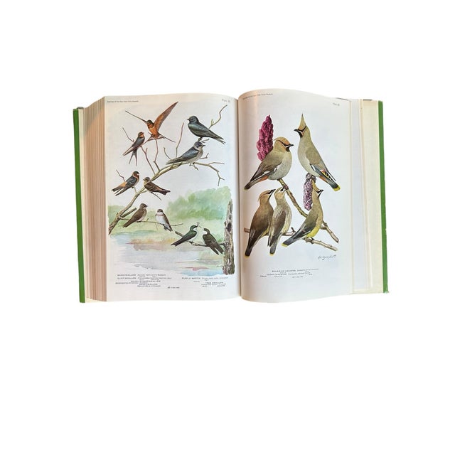 Paper 1936 Birds of America Hardcover Book For Sale - Image 7 of 12
