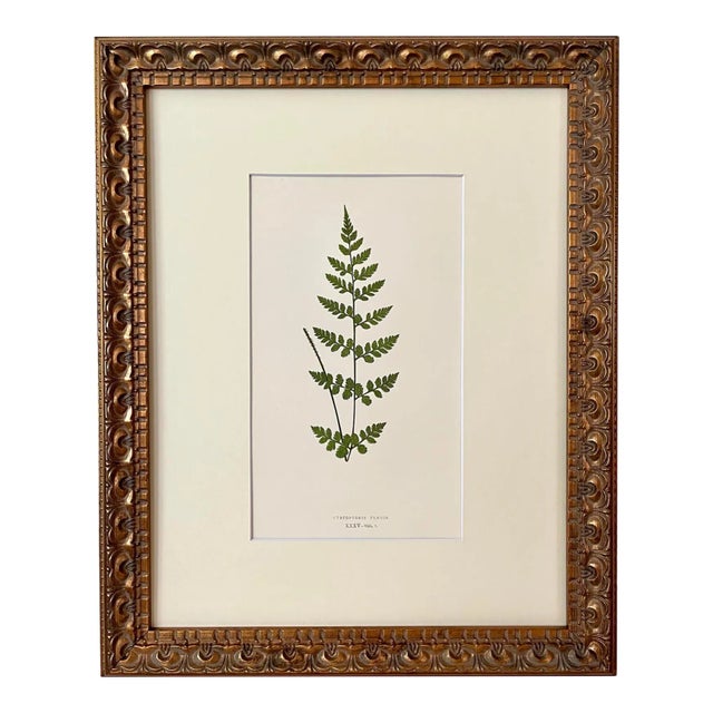 Antique Botanical Lithograph of a Fern Print by Edward J. Lowe London C.1867 For Sale