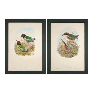 19th Century Rare Gould Pattern Pair | Hand-Colored Pitta Lithographs From John Gould’s Birds of Asia - Set of 2 For Sale