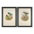 19th Century Rare Gould Pattern Pair | Hand-Colored Pitta Lithographs From John Gould’s Birds of Asia - Set of 2 For Sale