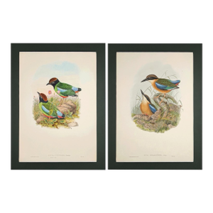 Rare Gould Pattern Lithographs | Hand-Colored Pitta Bird Prints | John Gould’s ‘Birds of Asia’ - Set of 2