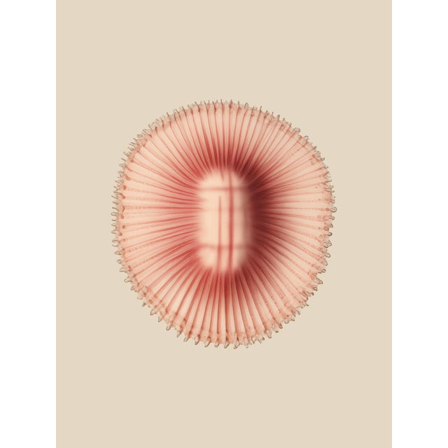 2020s Set of 12 – Sea Forms | Sea Shells Natural History Fine Art Prints | Unframed For Sale - Image 5 of 14