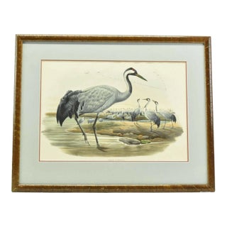 Original Antique John Gould Grus Cinerea Color Bird Realism Lithograph Reproduction Print For Sale