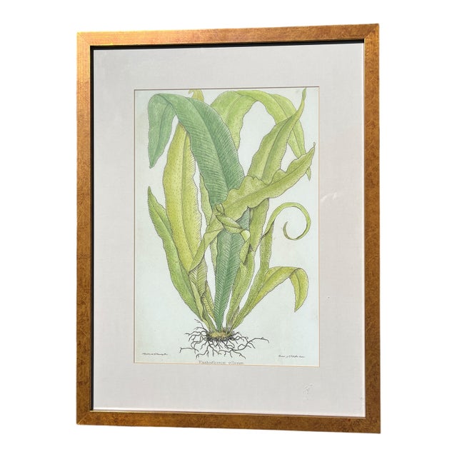 Late 20th Century Framed Botanical Fern Print by W. King Ambler For Sale