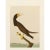 1966 Brown Booby After Audubon, Vintage Full-Color Print For Sale In Dallas - Image 6 of 6