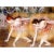 Artist: Edgar Degas Country: France Title: Danseuses se baissant Medium: Giclee numbered Limited Edition of 750 Paper...
