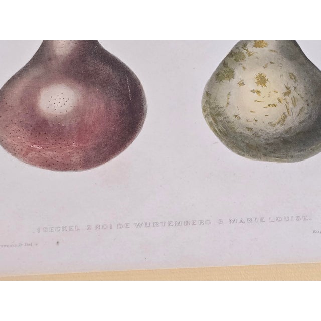 Farmhouse Vintage Framed Pomological Fruit Prints, Set of Three For Sale - Image 3 of 18