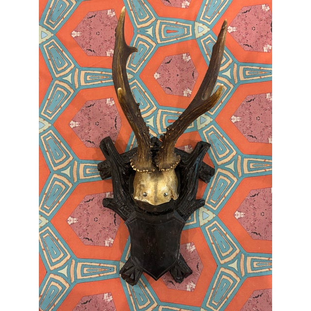 Rustic Antique Black Forest Roe Deer Trophy Antler Mount For Sale - Image 3 of 11