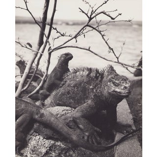 Hanna Seidel, Galápagos Iguana, Black and White Photograph, 1960s For Sale