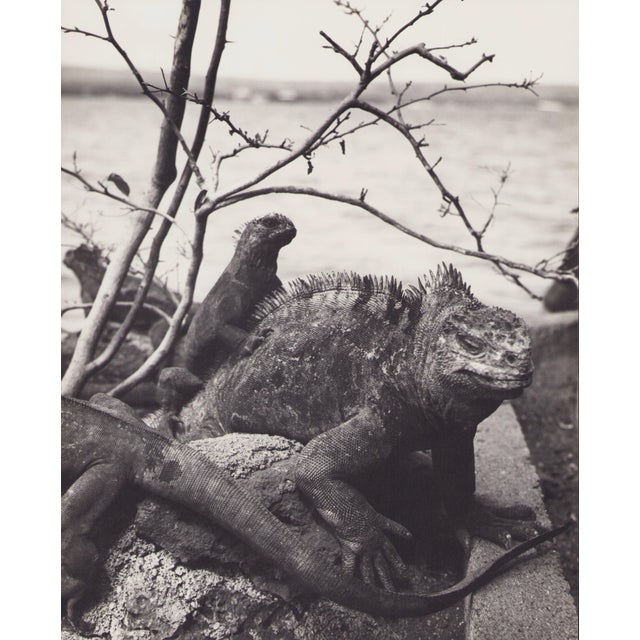 Hanna Seidel, Galápagos Iguana, Black and White Photograph, 1960s For Sale