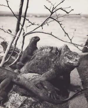 Hanna Seidel, Galápagos Iguana, Black and White Photograph, 1960s