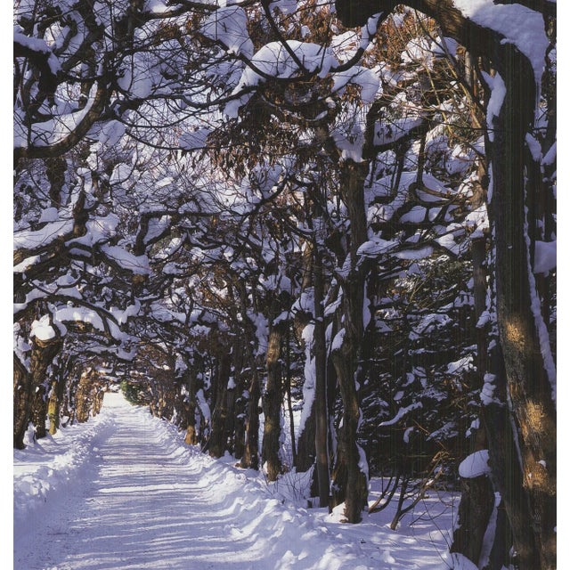 William Krammisch Linden Avenue, Germany, 2009 For Sale - Image 4 of 4