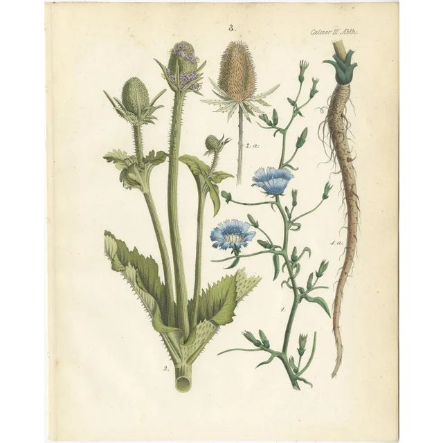 Hand-Colored Botanical Lithograph of Teasel and Chicory, Calwer, 1854 This finely detailed botanical lithograph is from...