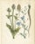 Hand-Colored Botanical Lithograph of Teasel and Chicory, Calwer, 1854 This finely detailed botanical lithograph is from...