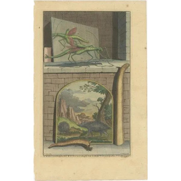 Antique print titled 'a. De hoorn van een ternaatsche hinde (\.)'. This print depicts the horn of a doe, hedgehogs and...