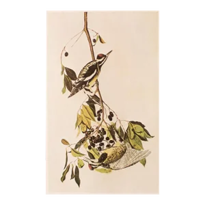 1966 Vintage Cottage Print "Yellow-Bellied Sapsucker" After John James Audubon