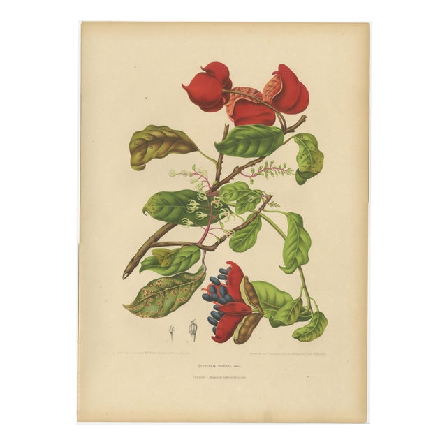 Berthe Hoola van Nooten, Chinese Sterculia, 1880, Chromolithograph For Sale