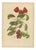 Berthe Hoola van Nooten, Chinese Sterculia, 1880, Chromolithograph For Sale