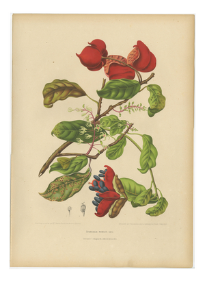 Berthe Hoola van Nooten, Chinese Sterculia, 1880, Chromolithograph